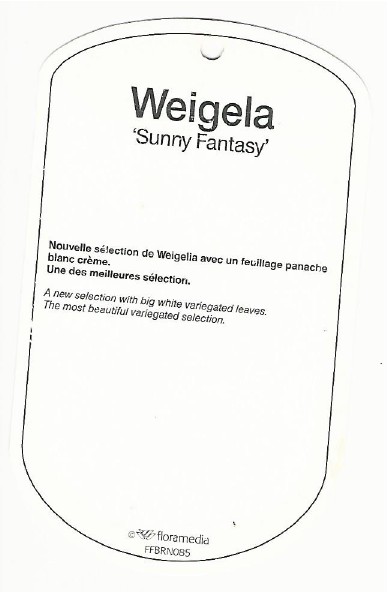 Weigela Sunny Fantasy 0002.jpg